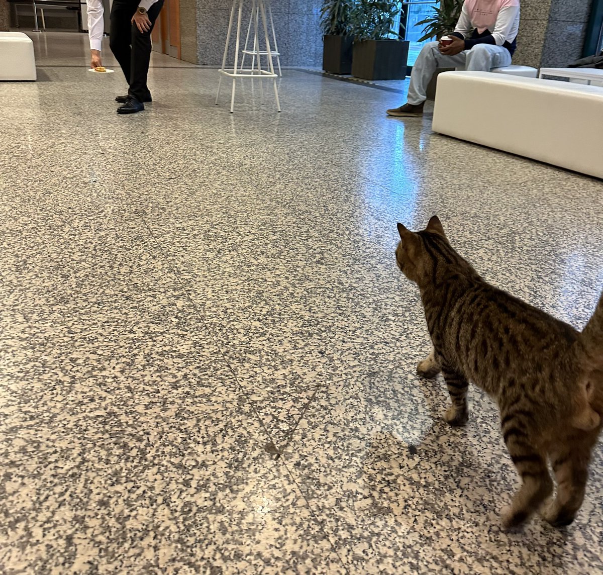 MikkoIkola's tweet image. #ProgCrypto cat didn’t have a wristband ticket and was removed from the venue by security :-( Meow. #devconnect