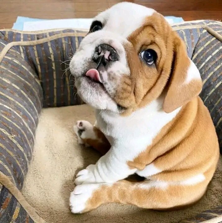 lovely pit😻
