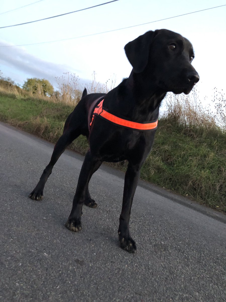 HertsFireDog's tweet photo. It’s been an extremely tough couple of days but Loki has been worth his weight in gold. This dog continues to impress and prove his value once again.

#FIDogs #FireDogs #SearchDog https://t.co/pTRmb4NEvZ