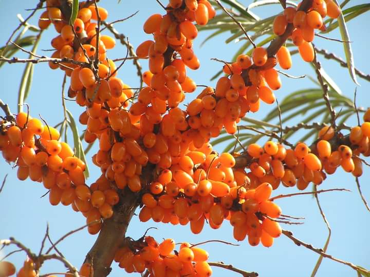 'Ladakh Seabuckthorn' joins the ranks of three previously conferred GI tags, further solidifying the region's reputation for producing exceptional goods with distinct geographical characteristics.