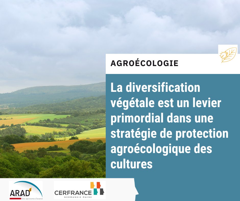 [Protéger les cultures] Diversification végétale🌱🌳 et régulation naturelle des bioagresseurs

Découvrez comment la diversification végétale peut contribuer à la protection des cultures 
➡️normandiemaine.cerfrance.fr/arad2/diversif…

@Cerfrance_sn <a href="/Cerfrance_5372/">Cerfrance Mayenne-Sarthe</a> @CERFRANCE1450 <a href="/CerfranceOrne/">Cerfrance Orne</a>