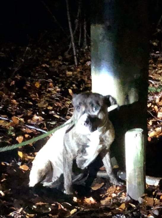 ‼️ Vastgebonden aan een boom ‼️

Wie herkent deze hond en helpt ons te achterhalen waar zij vandaan komt?

Ras: Amerikaanse Stafford
Kleur: Brindle-wit
Leeftijd: onbekend
Geslacht: Teef

Gechipt maar niet goed geregistreerd. 

Vanochtend vroeg werd de dierenambulance gebeld door