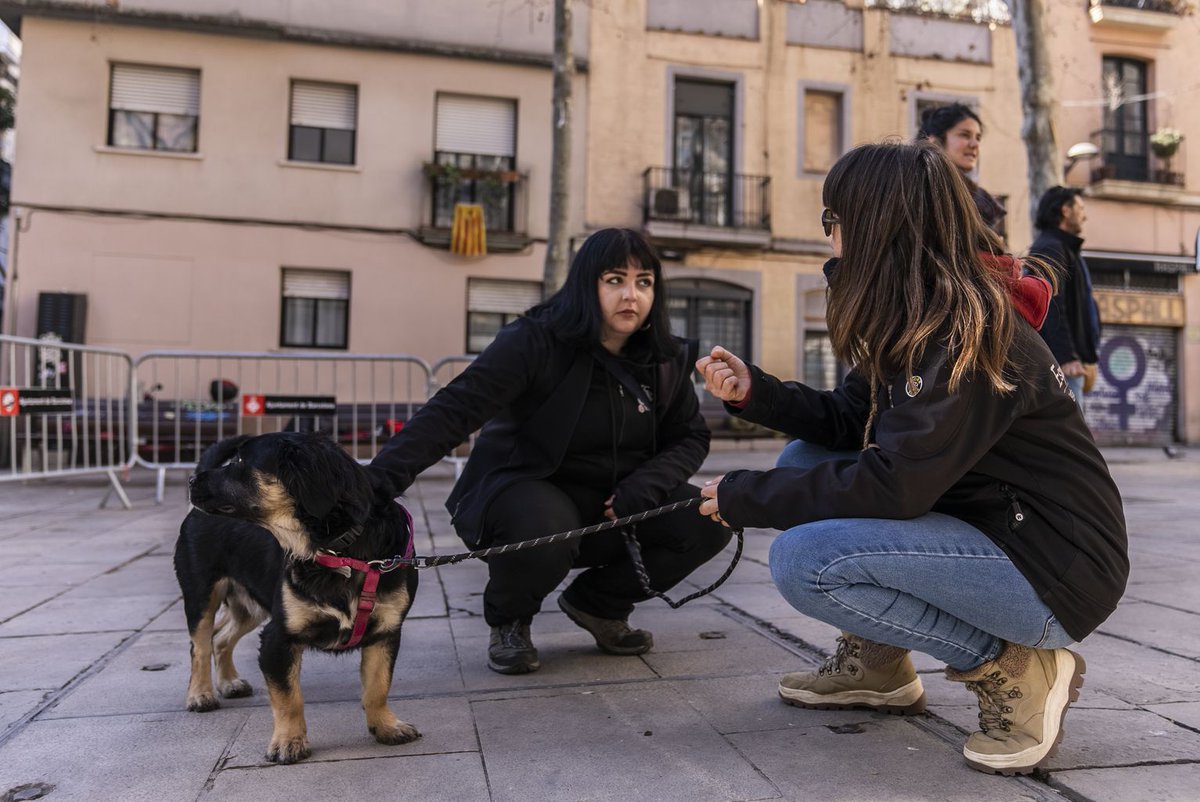 BCN_EspaiPublic's tweet photo. 🐕‍🦺 Ahir es va fer l'últim taller gratuït d'Educació Canina Urbana de l'any, amb @cimformacion!

👉🏽 Més de 150 veïns i veïnes de #Barcelona han après a educar els seus gossos.

✅ S'ha millorat el benestar animal i el comportament dels animals.

ℹ️ https://t.co/aLSOcmJYTE https://t.co/WjBkisyNBk