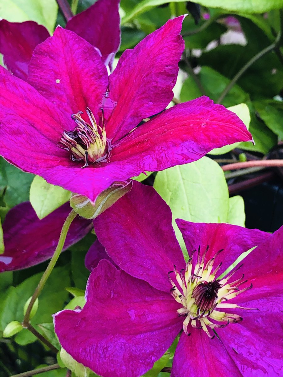 helen_brammeld's tweet photo. Happy Thursday everyone! Pic from end of June taken at Ness Botanic Gardens. Have a good day #ClematisThursday 😊 https://t.co/8nyt8LZllf