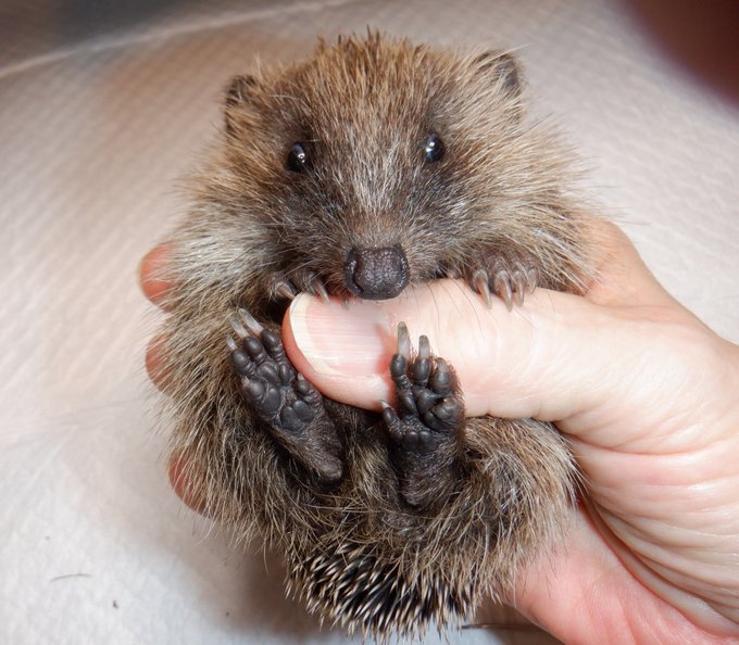 There are still lots of late born hoglets being seen out in the day. Please remember these little babies are sick. It's the parasites living inside them that have driven them out in the day. No amount of warmth, love, or food will fix them. If you keep them they will die. They