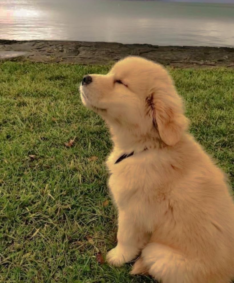 eggsnlegs420's tweet photo. Just searched photos of puppies and kittens back to back on Pinterest at almost 2am 🤪 I am literally so crazy and wild like WOOO!! I am truly living 🙏 https://t.co/2sGcYOSsyV