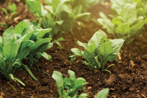 ColdLinkAfrica's tweet photo. #ColdLinkAfricaNovember2023 #contributors

By Samuel Jacobs, executive head of business development at @EnergyPartners_  

Fresh from farm to table  
https://t.co/zr4pLrexTI

#ColdLinkAfrica #preservefood #foodsecurity #coldstorageinfrastructure 

📷 - https://t.co/NGV9NIFZEq https://t.co/OURmn3Q9Qv
