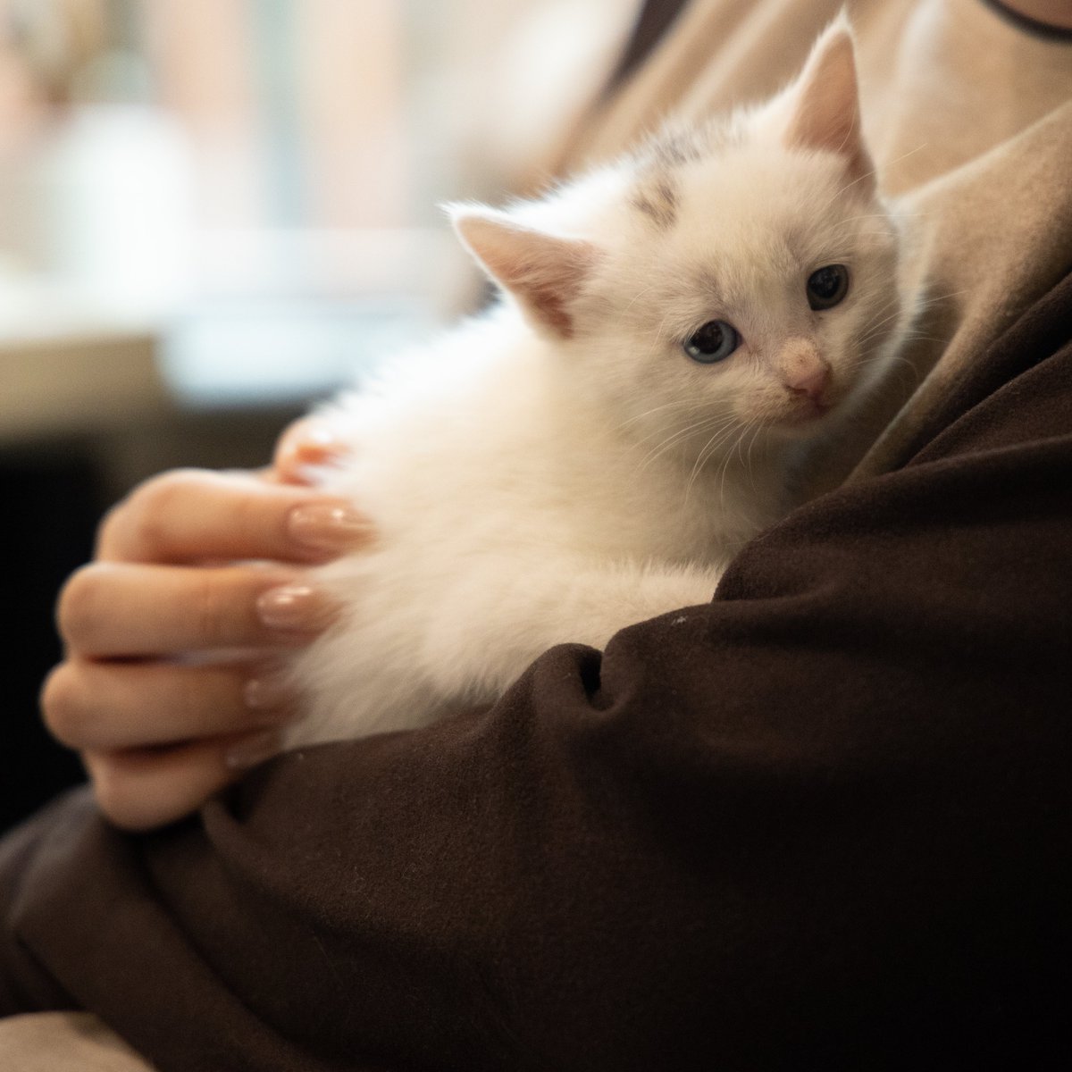 petkitaccount's tweet photo. 【New member from the street】
❄️She was waiting for a forever home in the cold wind, and here we are.
Now you are one of PETKIT. https://t.co/uiQJLnxTaQ