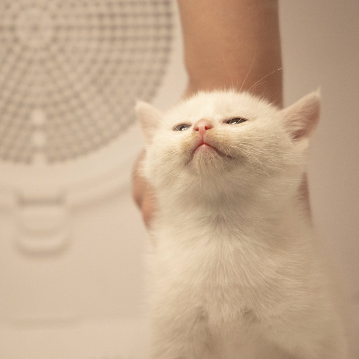 petkitaccount's tweet photo. 【New member from the street】
❄️She was waiting for a forever home in the cold wind, and here we are.
Now you are one of PETKIT. https://t.co/uiQJLnxTaQ