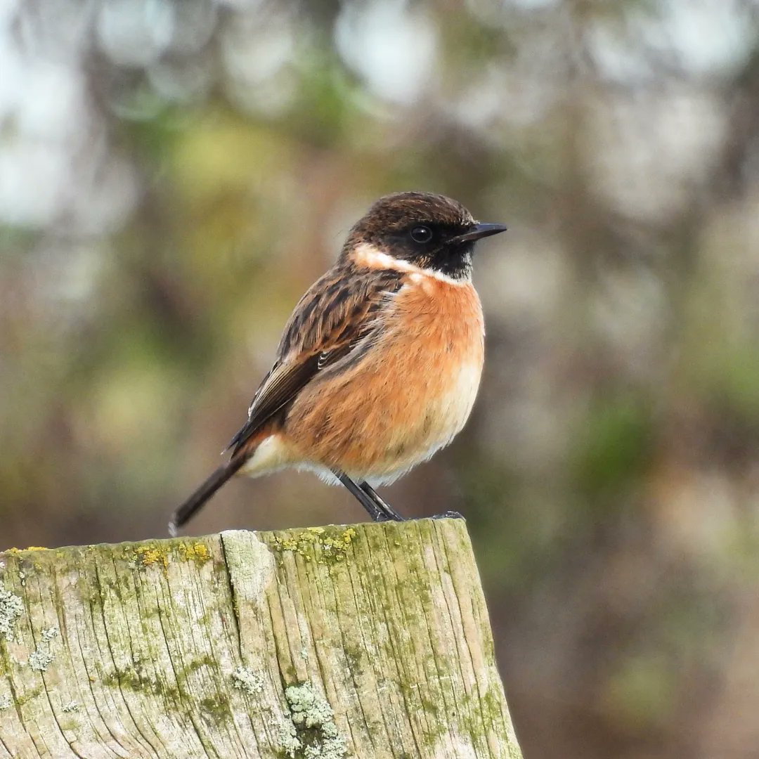 #stonechat  stunning little bird. <a href="/RSPBEngland/">RSPB England</a> 
<a href="/RSPBSaltholme/">RSPB Saltholme</a>