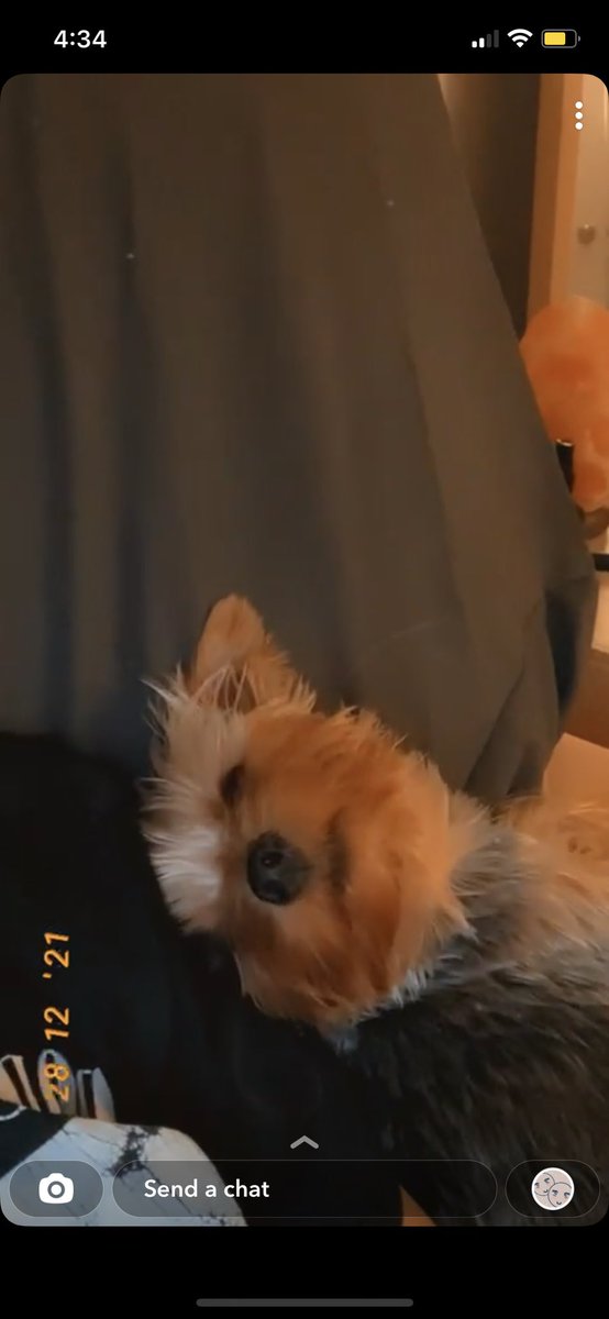 bj_barrett1's tweet photo. Majority of photos in my screenshots folder are my friends animals so here’s some highlights https://t.co/un7pw4RqgJ