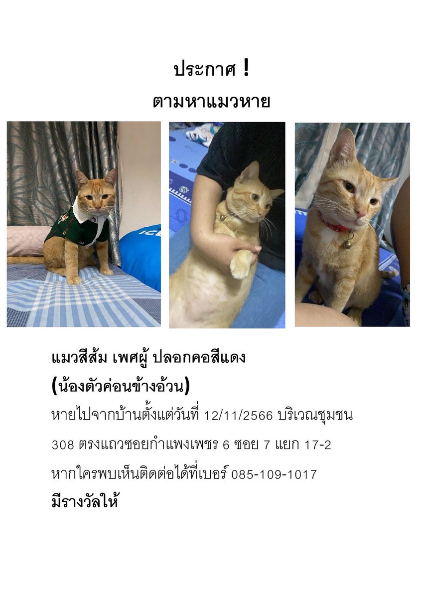 wpdblake's tweet photo. @js100radio เจ้าของน้องค่ขออนุญาตโพสต์เพิ่มเติม https://t.co/JaeLAAeCfD