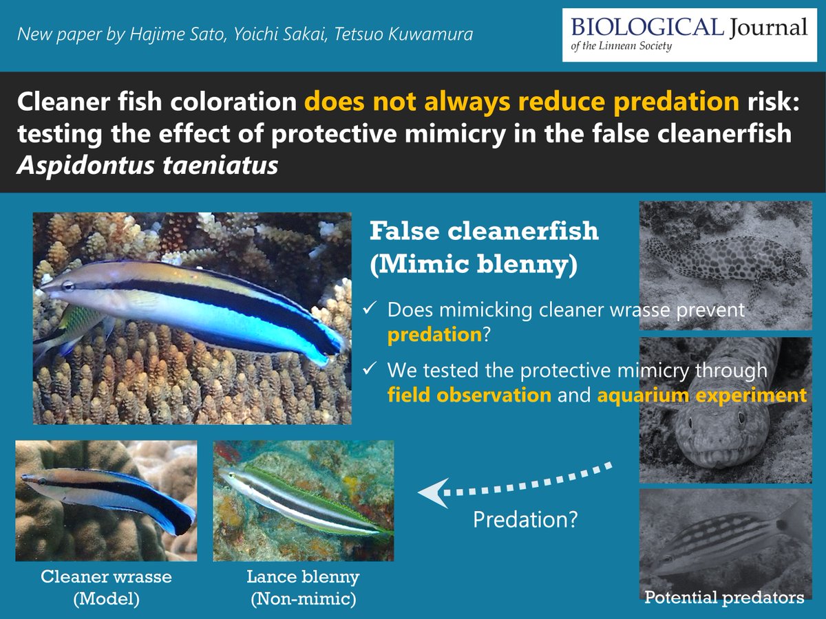 Hajime Sato (@teamaspidontus) on Twitter photo 新作論文が出ました!
Our new paper has been published by <a href="/BiolJLinnSoc/">Biological Journal of the Linnean Society</a>.
Is cleaner fish coloration effective in avoiding predation? We examined the protective mimicry of the false cleanerfish (mimic blenny). #Aspidontus_taeniatus, #CleanerFishMimicry
academic.oup.com/biolinnean/adv… 新作論文が出ました!
Our new paper has been published by <a href="/BiolJLinnSoc/">Biological Journal of the Linnean Society</a>.
Is cleaner fish coloration effective in avoiding predation? We examined the protective mimicry of the false cleanerfish (mimic blenny). #Aspidontus_taeniatus, #CleanerFishMimicry
academic.oup.com/biolinnean/adv…