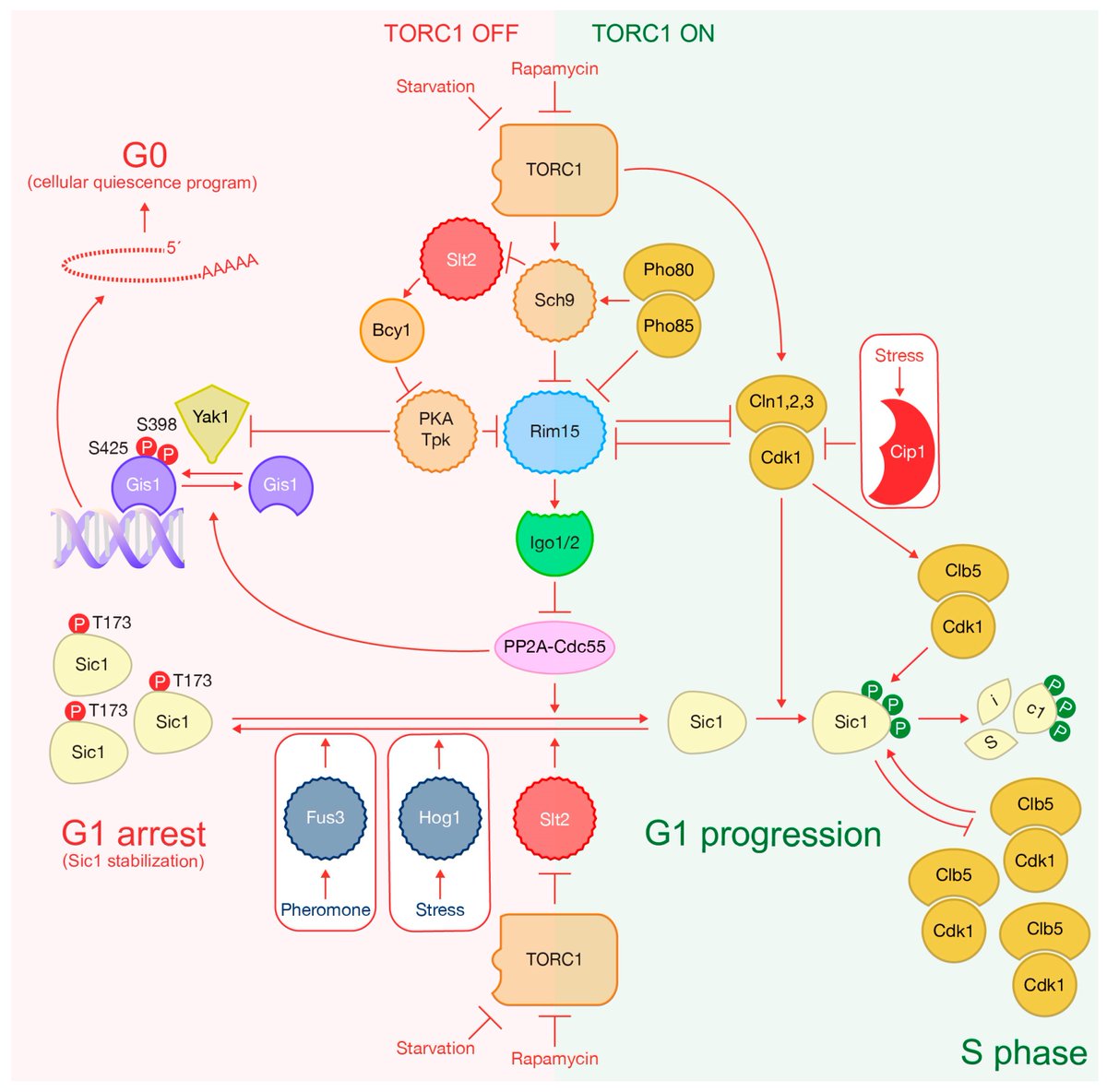 IJMS_MDPI's tweet image. 📚We review the molecular mechanisms through which #TORC1 integrates environmental cues to control #cellcycle progression. This is crucial for maintaining cell size and genome stability 

🔗mdpi.com/2540582

👨‍🔬 By Dr. Alberto Sanchez-Diaz and Dr. Magdalena Foltman