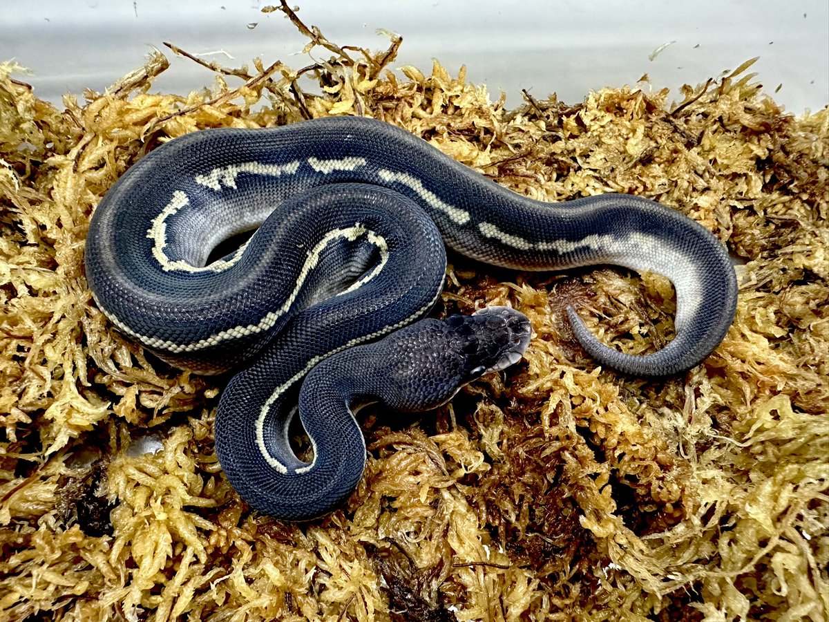 miyanosyouten's tweet image. 楽しくキャリコで遊ぶ❣️

さて

直系スーパーBHからバラしたBHを用いてるので表現や血が強く素敵なスーパーブラックヘッドですね^_^

レオとキャリコが色調に変化を齎すのとレッサーがどんちゃん❤️

みんな…知らねぇんだろうな（泣）

#ボールパイソン