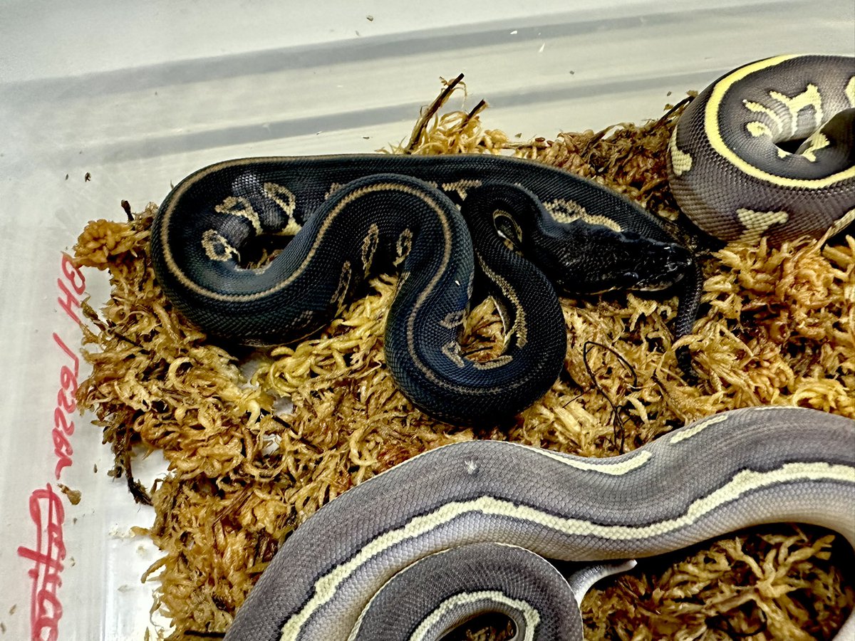 miyanosyouten's tweet image. 楽しくキャリコで遊ぶ❣️

さて

直系スーパーBHからバラしたBHを用いてるので表現や血が強く素敵なスーパーブラックヘッドですね^_^

レオとキャリコが色調に変化を齎すのとレッサーがどんちゃん❤️

みんな…知らねぇんだろうな（泣）

#ボールパイソン