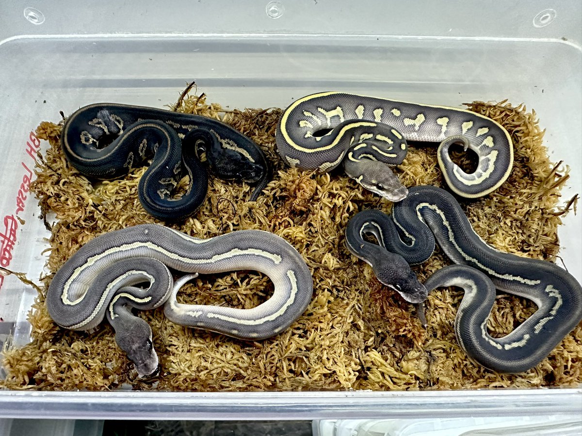 miyanosyouten's tweet image. 楽しくキャリコで遊ぶ❣️

さて

直系スーパーBHからバラしたBHを用いてるので表現や血が強く素敵なスーパーブラックヘッドですね^_^

レオとキャリコが色調に変化を齎すのとレッサーがどんちゃん❤️

みんな…知らねぇんだろうな（泣）

#ボールパイソン