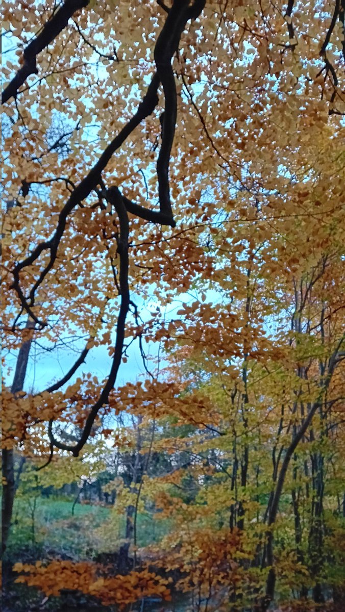 Helenintgarden's tweet image. 5) the beauty of autumn leaves 🧡
6) the wind tidied the leaves up on the lawn🍁🍂
7) I still write to my @silverpebble penfriend is still going ✍️📮
8) I can always think of more than 3 things for #ThreeThingsThursday