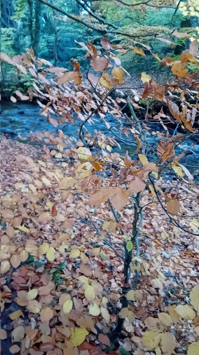 Helenintgarden's tweet image. 5) the beauty of autumn leaves 🧡
6) the wind tidied the leaves up on the lawn🍁🍂
7) I still write to my @silverpebble penfriend is still going ✍️📮
8) I can always think of more than 3 things for #ThreeThingsThursday