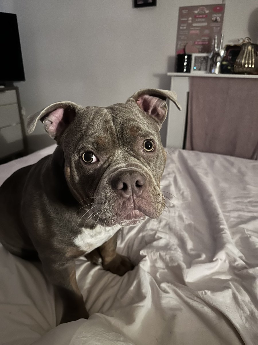 TCullen79's tweet photo. @JulesAllenxx Beautiful boy xx morning from Vinnie xx https://t.co/2EVaCRh795