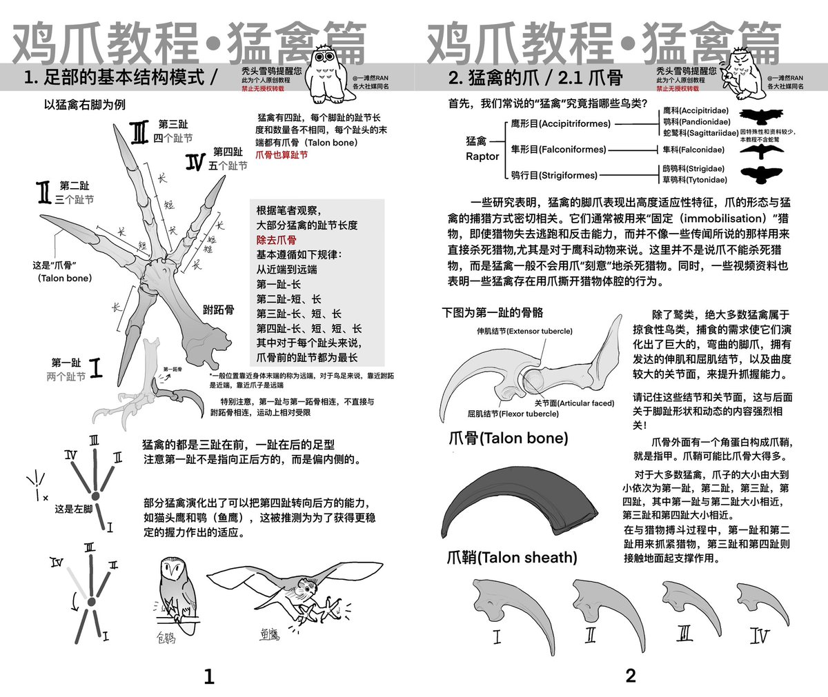 yitanran's tweet photo. I made a tutorial on drawing bird of prey's foot. Wondering whether an English version is needed haha, since Chinese seems to be not so common here https://t.co/bRV8OwdcXS