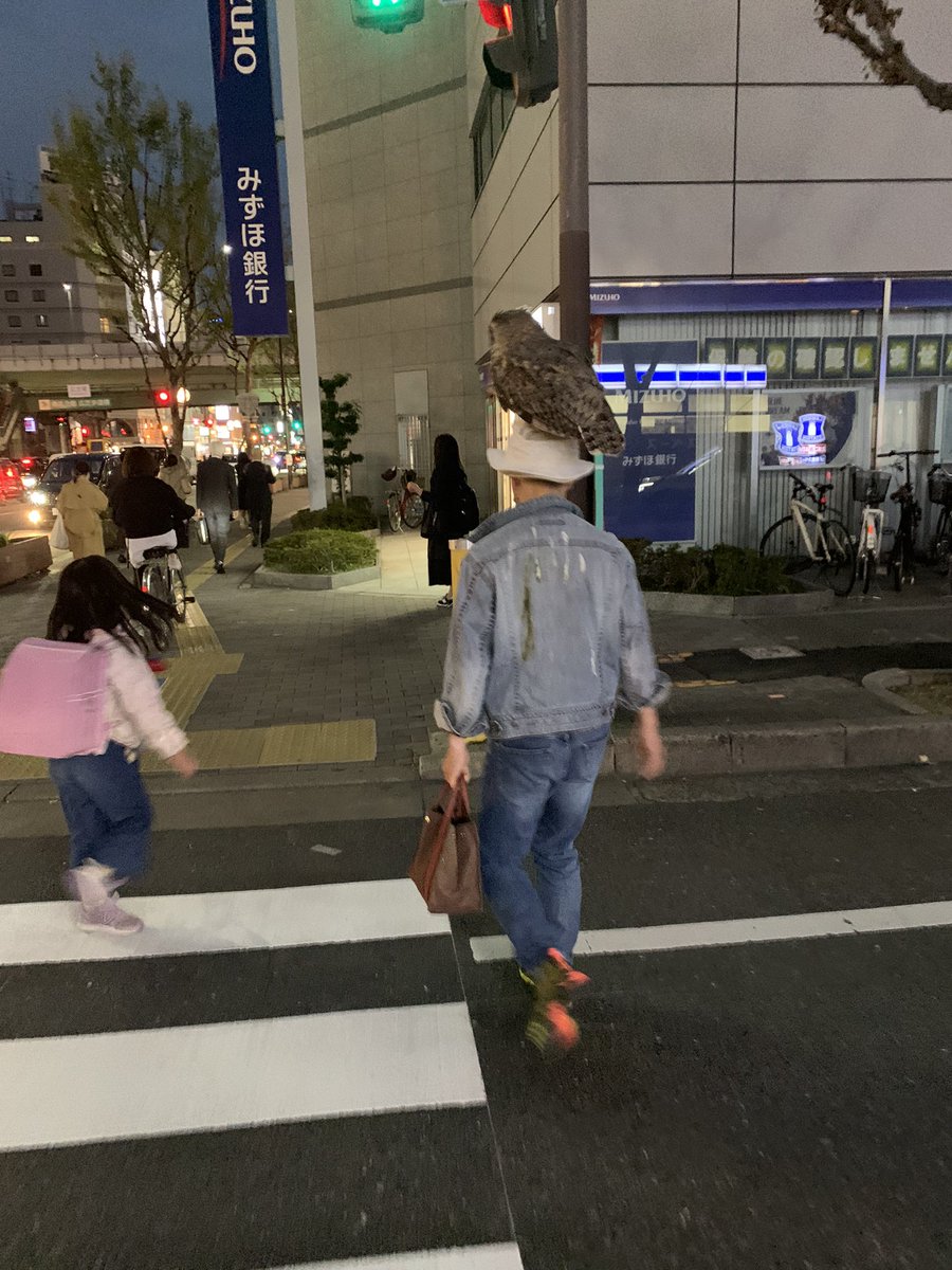 フクロウ乗ってた