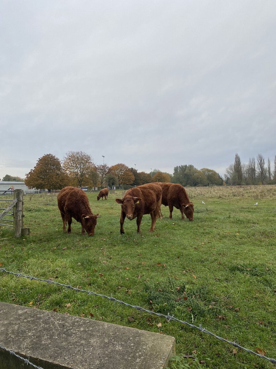 Morning #stneots random question for you. Where do these cows go at night? It’s something I’ve wondered for ages! Slightly nerdy but thought I’d ask 😂 <a href="/Clair_Slade/">Clair Slade Low Sheriff of Huntingdonshire</a> <a href="/StNeotsHour/">St Neots Hour</a> <a href="/borofergie/">Stephen Ferguson</a> <a href="/StevoGreenall/">Ste Greenall of Black Cat Radio</a>