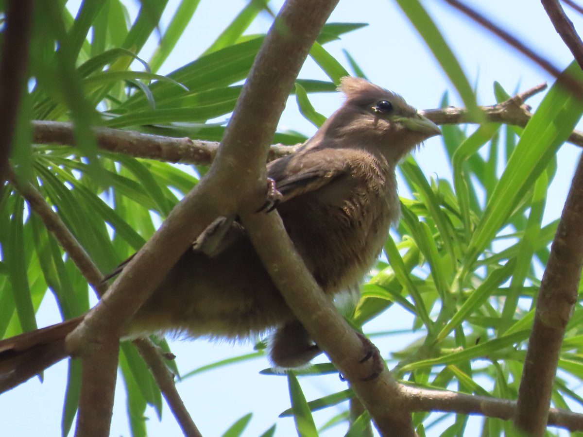 WWWings2023's tweet photo. Good morning 🙂,
An adult Red-faced #Mousebird and a fledgling, without the characteristic colour or dark beak, resting in the shade of the same bush.
#Zambia #BirdsSeenin2023 #ornithology #birdphotography #TwitterNaturePhotography #birding #birdwatching #BirdsofTwitter https://t.co/HrGVhPXFRU