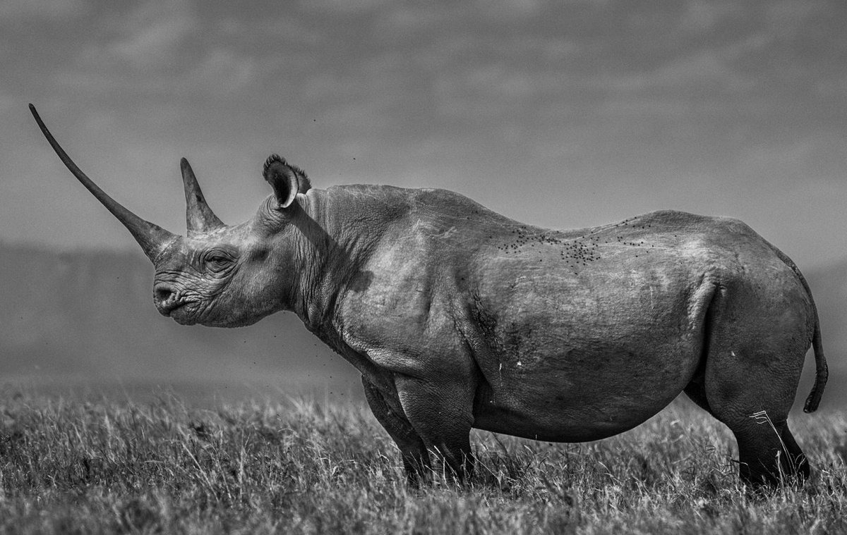 Did you know - white rhinos are on the IUCN Red List of Threatened Species and black rhinos remain Critically Endangered? Recent reports state that the population is rising but the threat of poaching is still dire. Find out more: tusk.org/projects/save-…