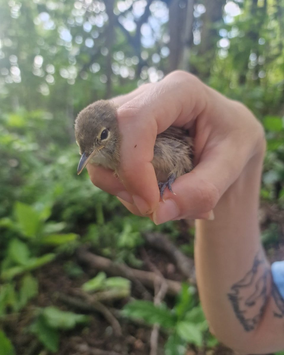 ICSSeychelles's tweet photo. One of the most successful bird translocation projects by ICS has been on #Aride Island. Once on the verge of extinction throughout the archipelago, over 1,800 individuals of the #Seychelles warbler have made the island its home since it was introduced there in the 1980s. #birds https://t.co/y1V6FFZpPD