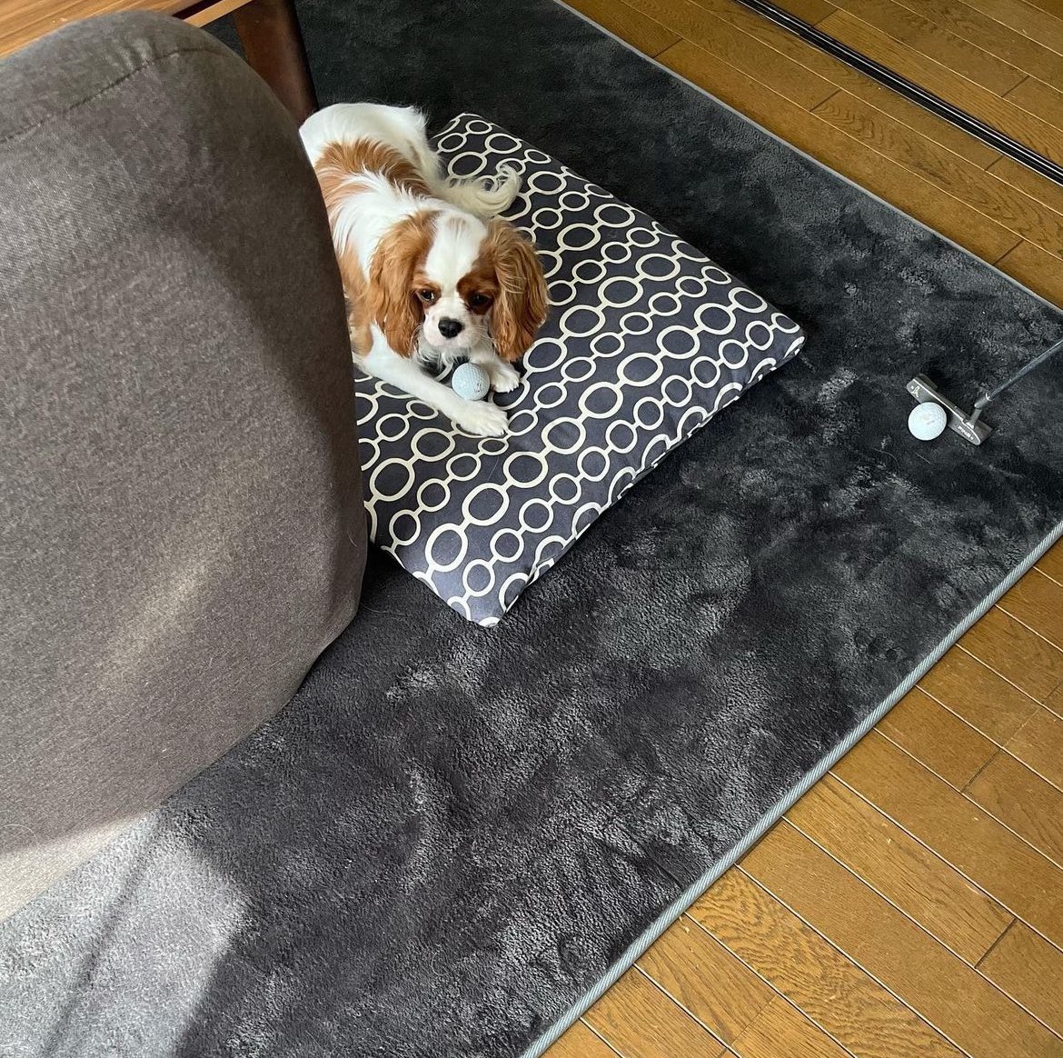 seirapics's tweet photo. 🐶⛳️

#seiragram #早川聖来 https://t.co/fasQrWXt8J
