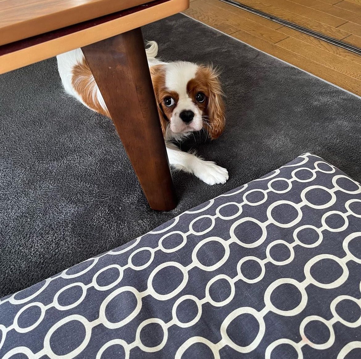 seirapics's tweet photo. 🐶⛳️

#seiragram #早川聖来 https://t.co/fasQrWXt8J