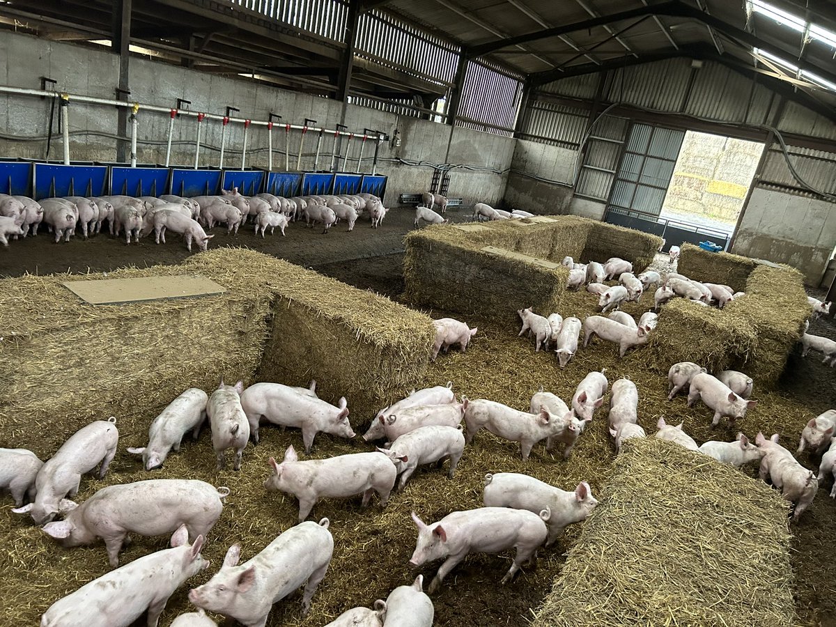 AnnaLongthorp's tweet image. Good morning, from the indoor club 🐖🐖🐖🏡 #biosecurity #thebigmove