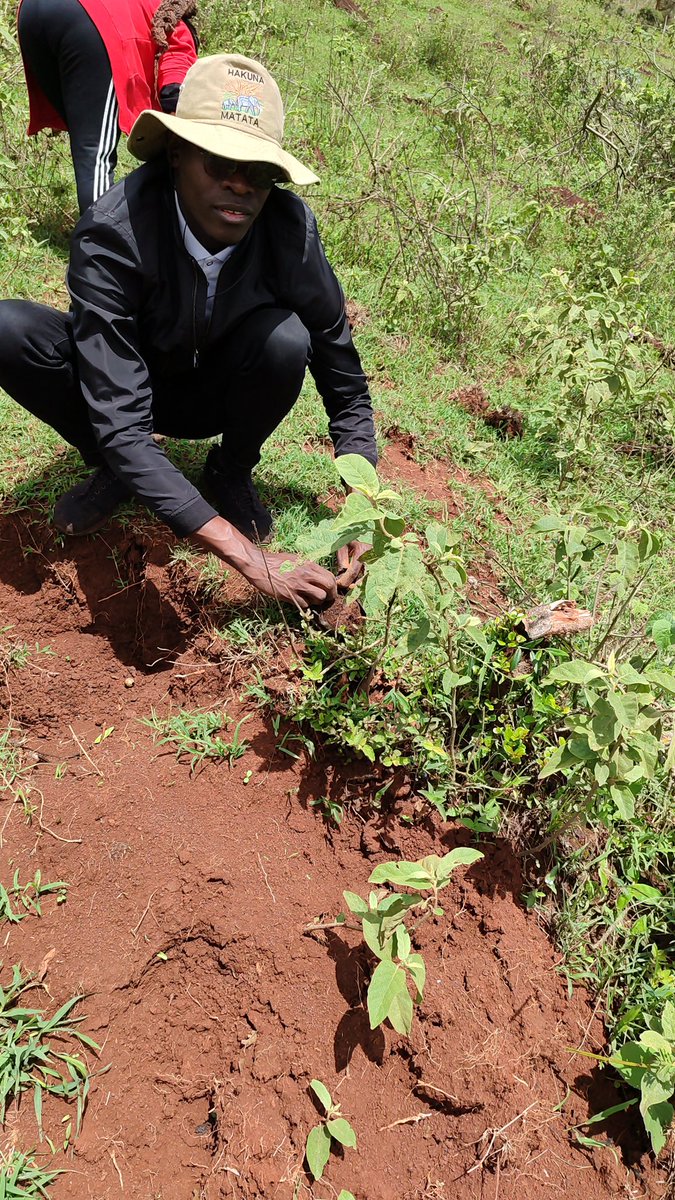 TheStratizen's tweet photo. Courtesy of the KFS; SCES, KMUN, SUMG, and various other clubs of @StrathU had the opportunity to participate in the Tree Planting Event at Ngong Forest in honor of the National Tree Planting Day on 13th November 2023. 

RECAP!! 

#globalwarming #climatechange #kenya #africa https://t.co/oCFOQG2VOG