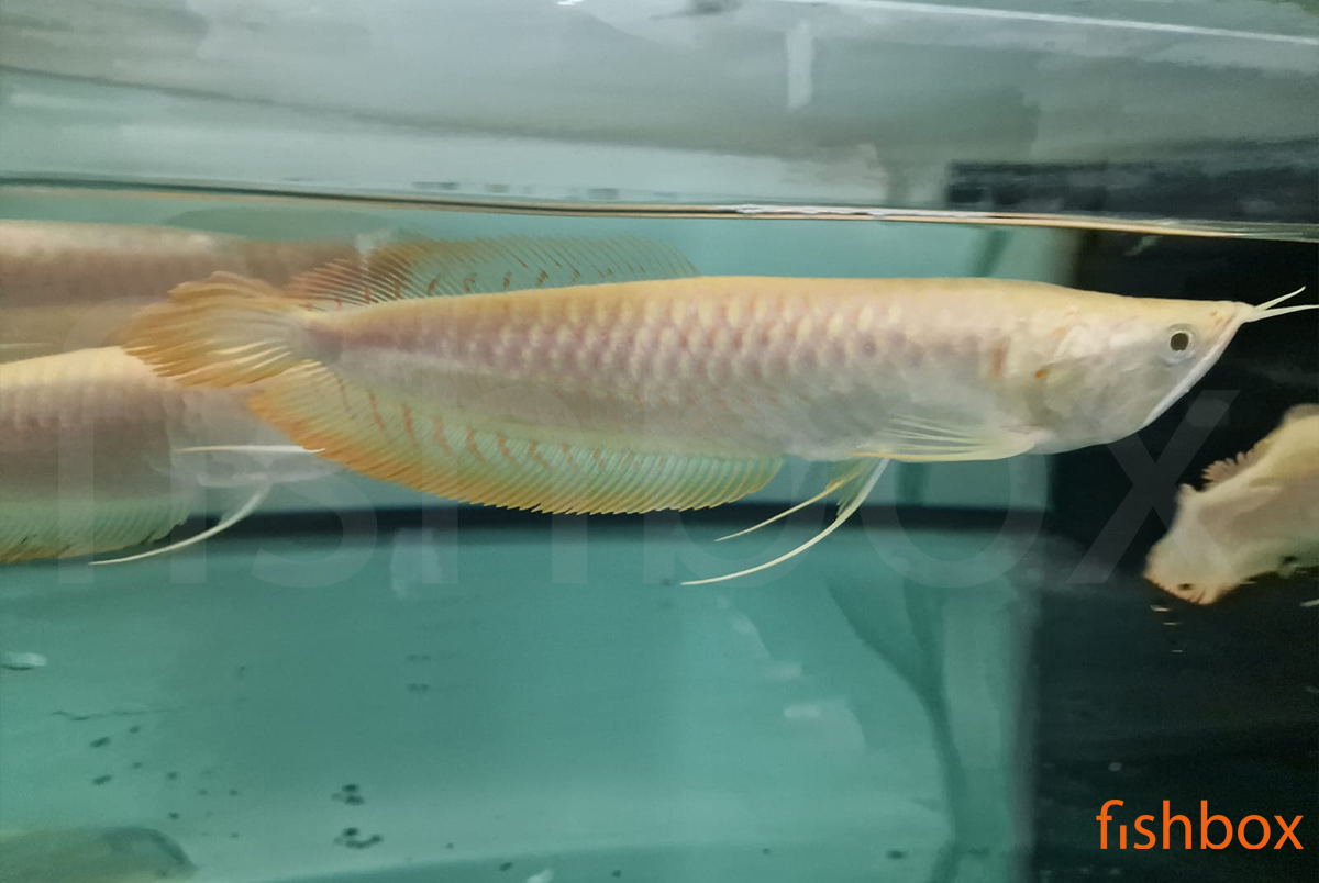 fishbox_si's tweet photo. Nove 🐠ribice🐠 so že skoraj na poti k nam, tu pa jih je nekaj iz akvarijev dobavitelja. 😎 https://t.co/KmYTxwVONm