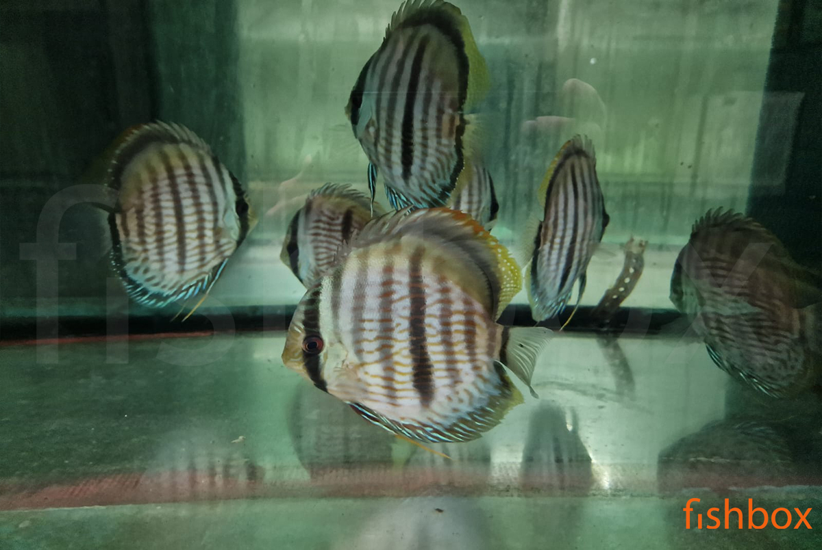 fishbox_si's tweet photo. Nove 🐠ribice🐠 so že skoraj na poti k nam, tu pa jih je nekaj iz akvarijev dobavitelja. 😎 https://t.co/KmYTxwVONm