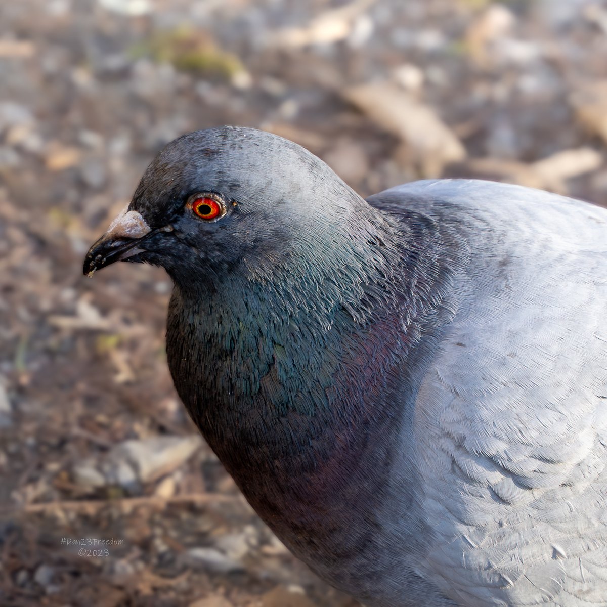 📷 1/350 sec at f/5,6, ISO 500, 75 mm (28-75) #dan23freedom
#pensive #birdphotography #birding #birds #birdwatching #birdstagram #instabird #bestbirds #pigeon #pigeonlove #pigeonfan #pigeonlife #taube