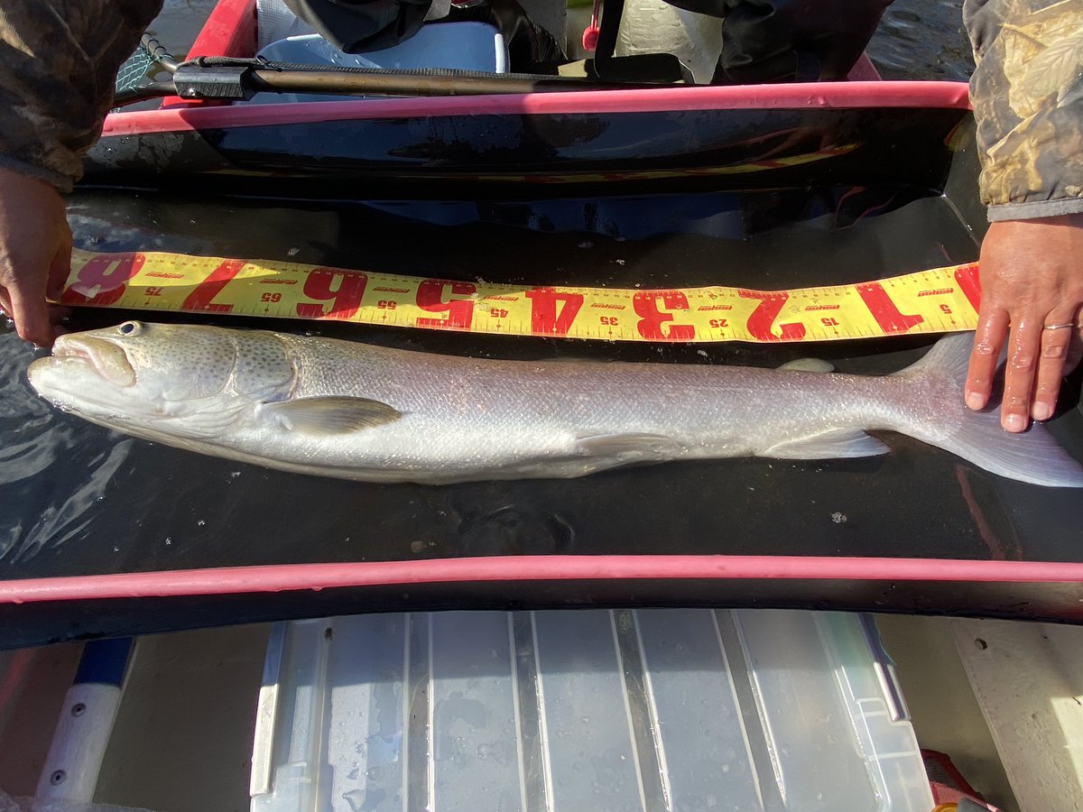 zd22m's tweet image. 最高だ、、、アメマス63に続いて幻のイトウ83センチまで、、、人生で一番死んでもいい日になった、、、記念日だ記念日！北海道はいいぞ！！！！！