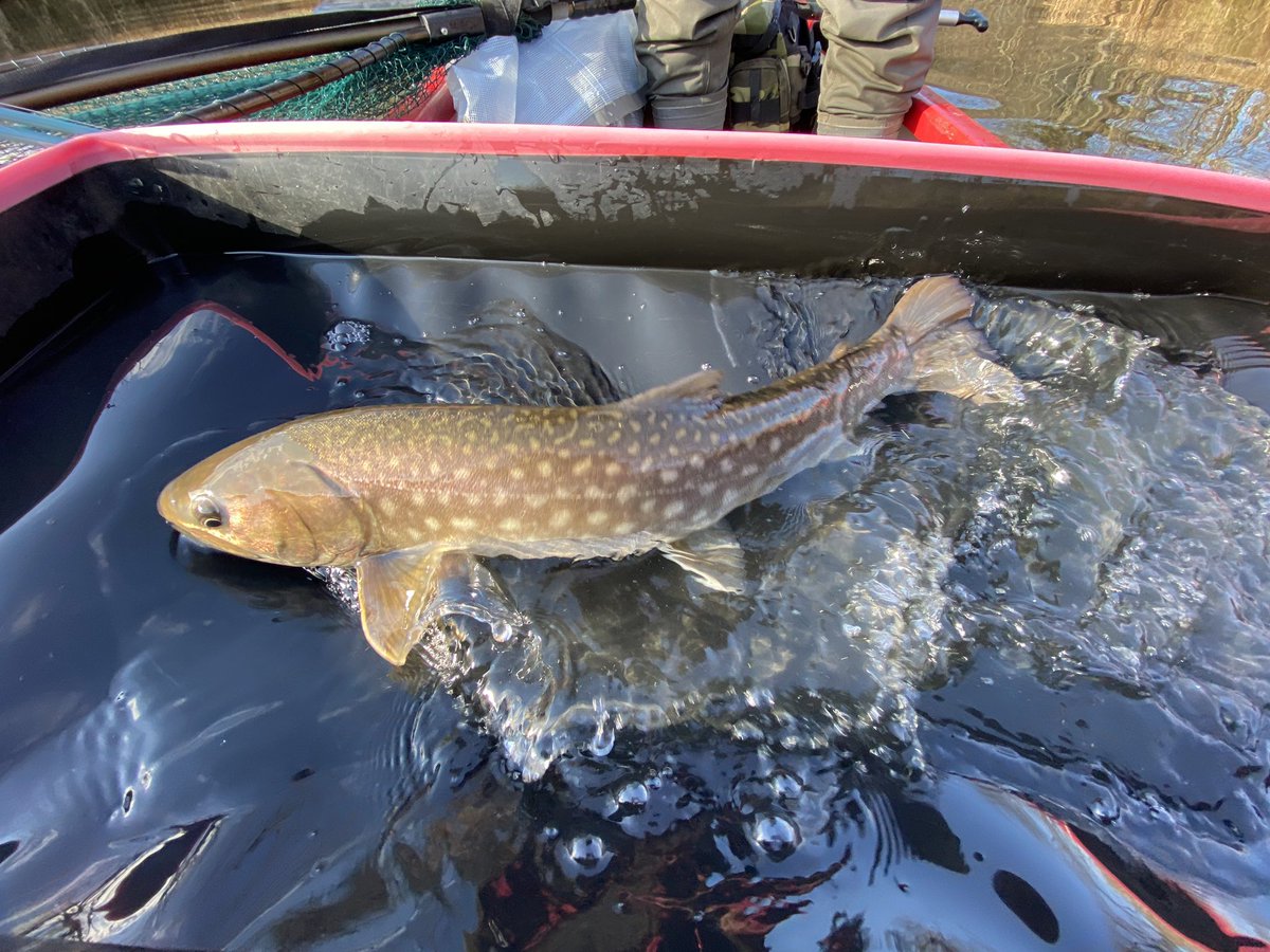 zd22m's tweet image. 最高だ、、、アメマス63に続いて幻のイトウ83センチまで、、、人生で一番死んでもいい日になった、、、記念日だ記念日！北海道はいいぞ！！！！！