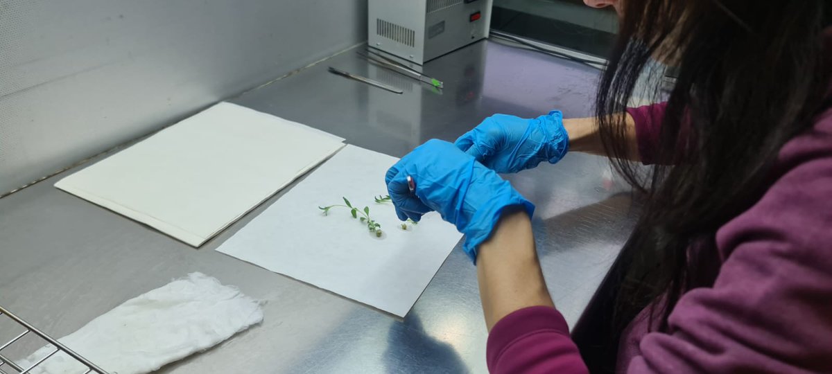 mbg_csic's tweet photo. Segundo día del curso de "Cultivo in vitro de plantas" finalizado. Muy interesante y práctico.
@mbg_csic
@CSICGalicia
@CSIC https://t.co/aB6KdkVDjq