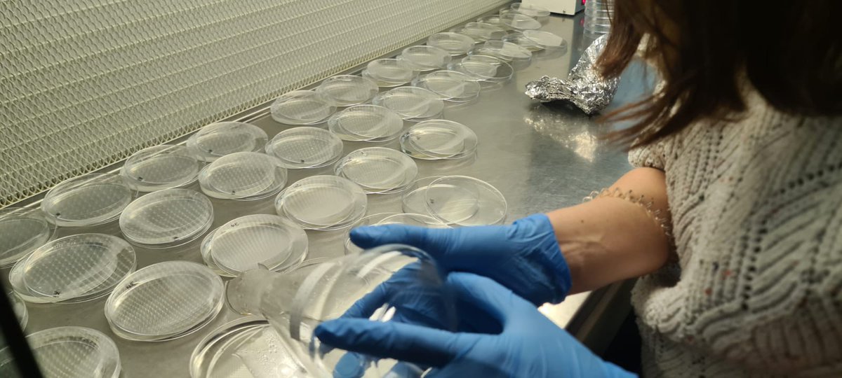 mbg_csic's tweet photo. Segundo día del curso de "Cultivo in vitro de plantas" finalizado. Muy interesante y práctico.
@mbg_csic
@CSICGalicia
@CSIC https://t.co/aB6KdkVDjq