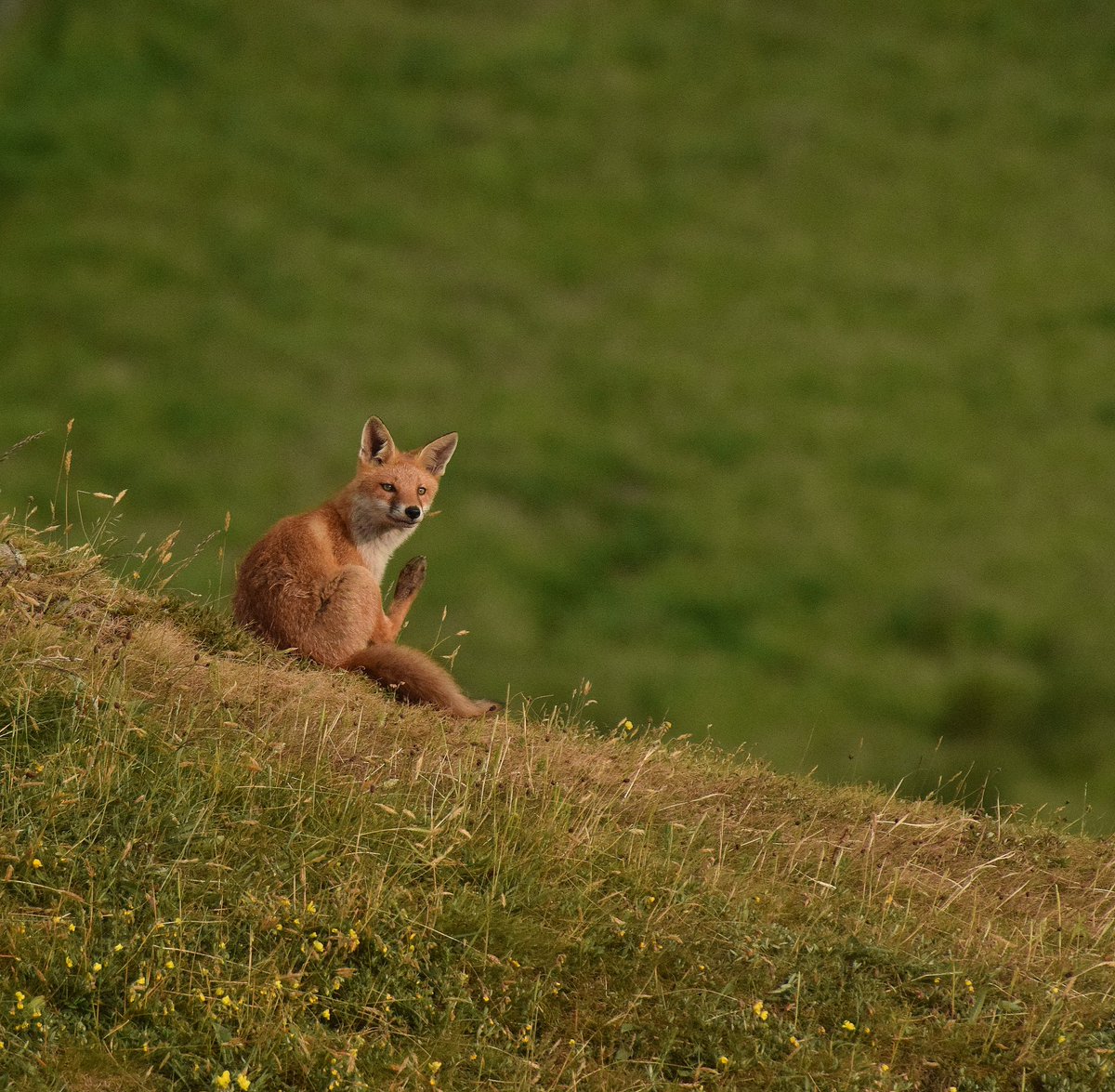 Young fox chilling in South Ayrshire. #FoxOfTheDay #ChrisPackham