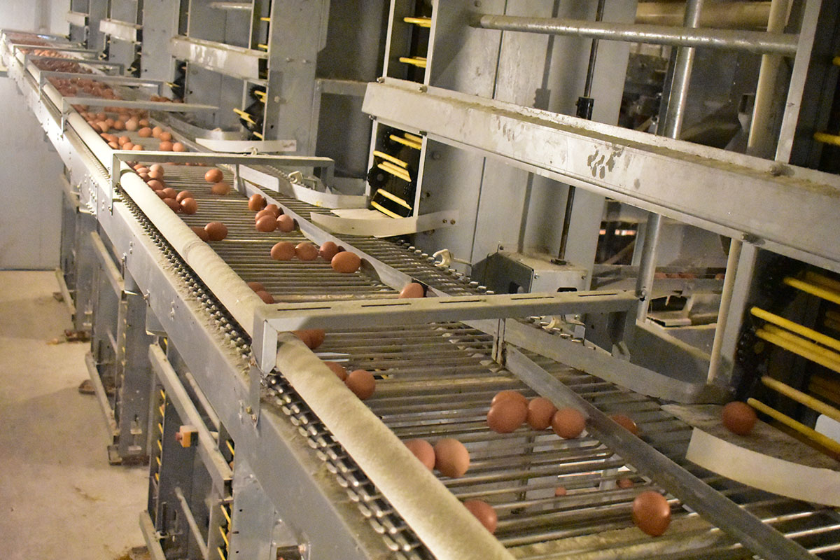 LiviCage's tweet photo. 🐔✨ Unlock the Secrets of Successful Poultry Farming in Uganda with LIVI Mechanical Poultry Equipment! 🌱🏡
https://t.co/YO0SkbV789
#Uganda #poultryfarming #chickencage #eggproduction #poultryfarmdesign #batterycage #cage #chicken #chickensheddesign https://t.co/DUuDkApPXe