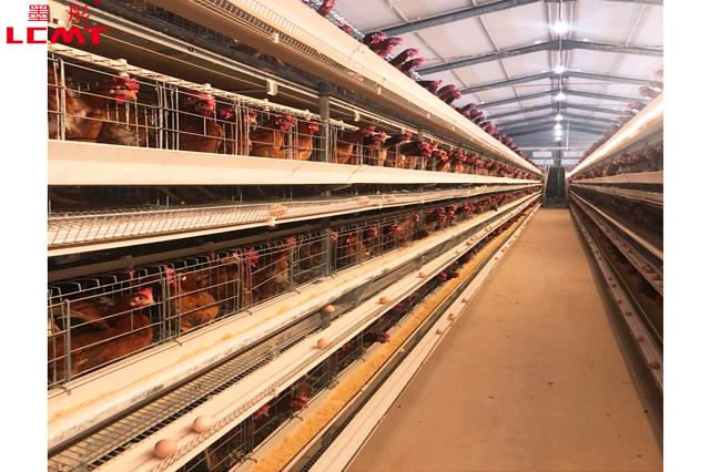 LiviCage's tweet photo. 🐔✨ Unlock the Secrets of Successful Poultry Farming in Uganda with LIVI Mechanical Poultry Equipment! 🌱🏡
https://t.co/YO0SkbV789
#Uganda #poultryfarming #chickencage #eggproduction #poultryfarmdesign #batterycage #cage #chicken #chickensheddesign https://t.co/DUuDkApPXe