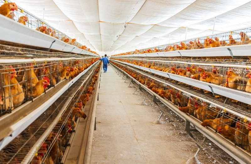 LiviCage's tweet photo. 🐔✨ Unlock the Secrets of Successful Poultry Farming in Uganda with LIVI Mechanical Poultry Equipment! 🌱🏡
https://t.co/YO0SkbV789
#Uganda #poultryfarming #chickencage #eggproduction #poultryfarmdesign #batterycage #cage #chicken #chickensheddesign https://t.co/DUuDkApPXe