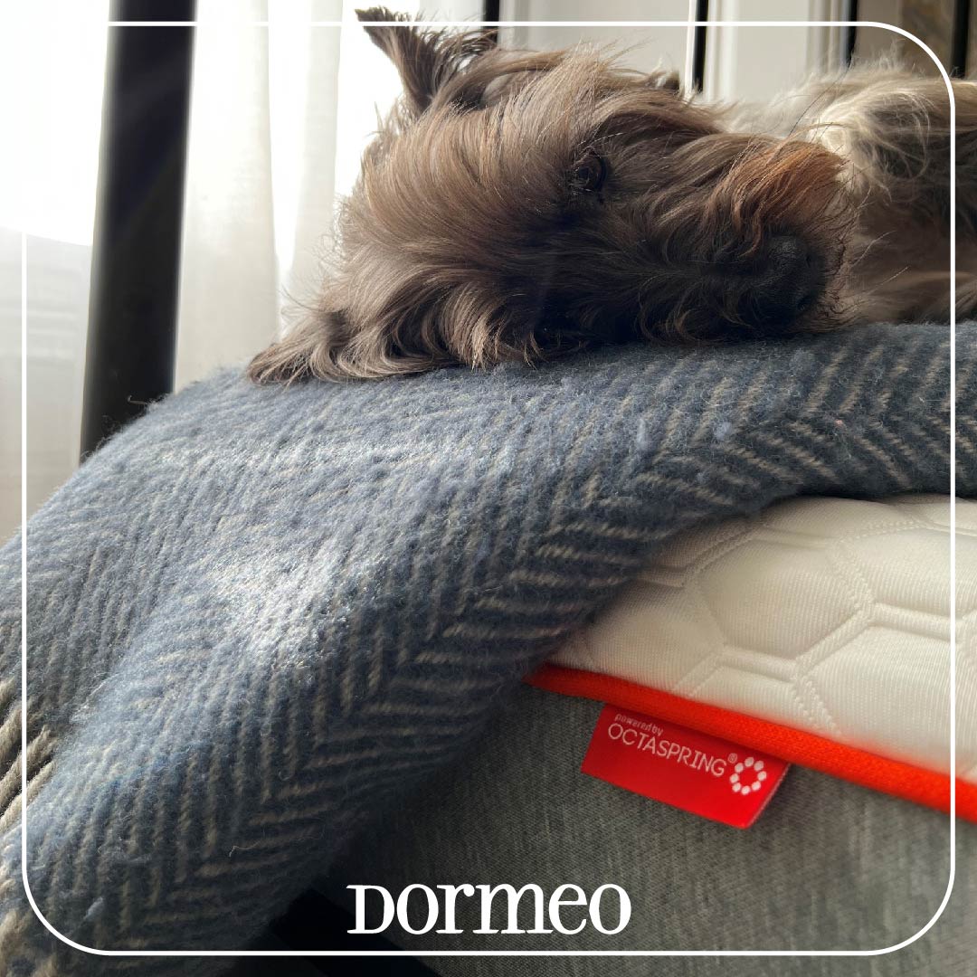 We can't get enough of our sleepy furry friends!🐶💤 Ultimate comfort for everyone.💞 #DormeoUK