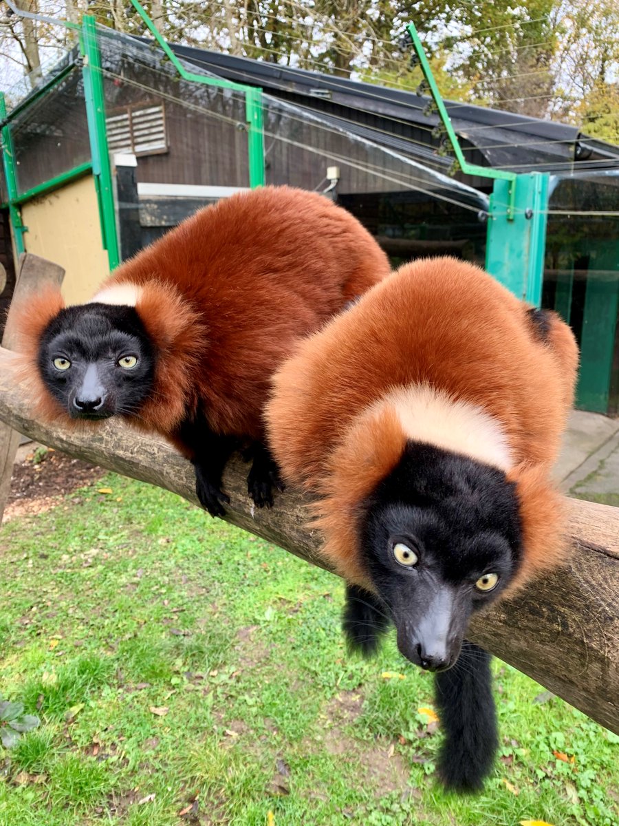 👀Keep an eye out for our elusive Red Ruffed Lemurs! You can sometimes hear their call from the other side of the Park!
