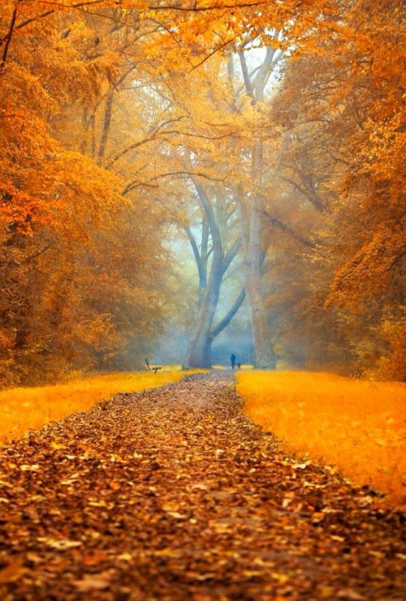 ili_naturelover's tweet photo. Lost in autumn 🍁 https://t.co/OjXJ6o26ZR