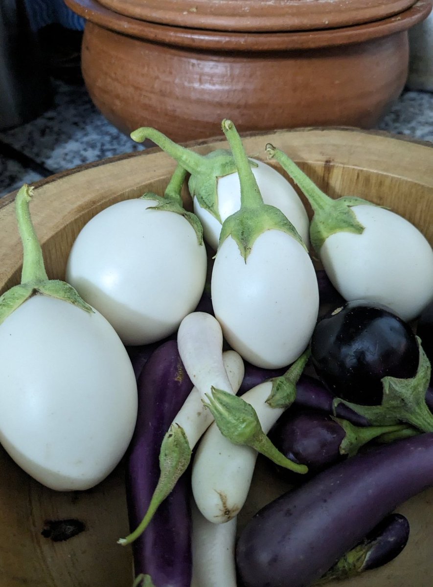 Why it is called egg plant