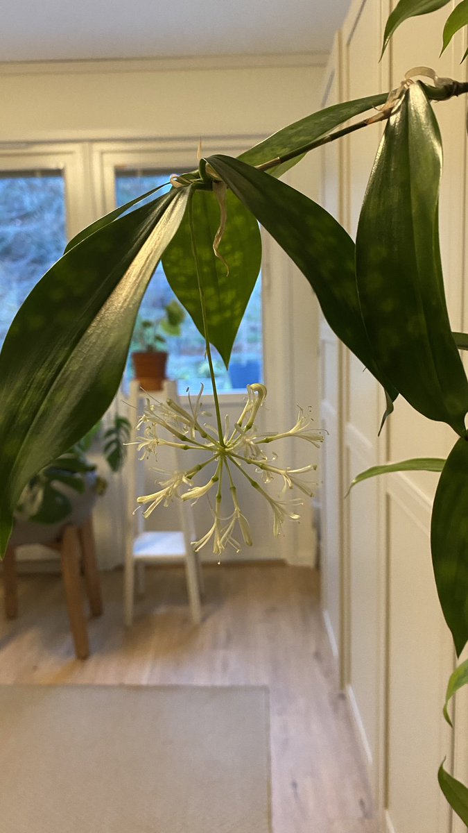 LenaLund14's tweet image. Угадай это за цветок! Цветет прямо сейчас у меня 🌸 
Ответ выложу завтра 🤫

#комнатныерастения #цветыдома